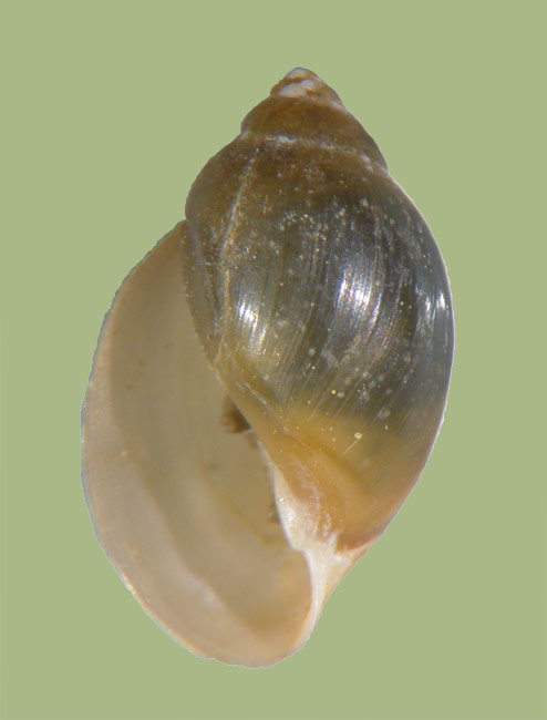 P. pomilia