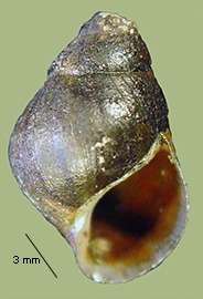 Lithasia geniculata pinguis