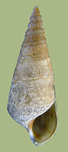 Pleurocera canaliculata acuta