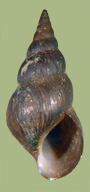 Pleurocera gabbiana | photo