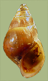 Pleurocera semicarinata livescens