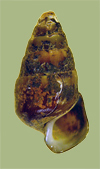 Pleurocera clavaeformis unciale | photo