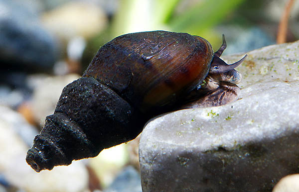 G. proxima