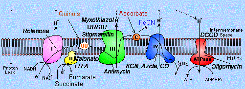 Electron Transport