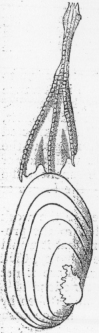 Unionid on duck foot