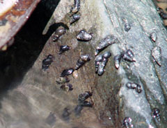 G. proxima