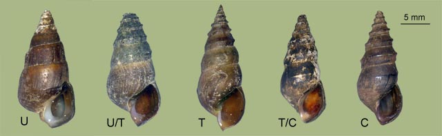 Indian Creek G. clavaeformis