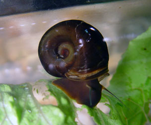 Planorbarius corneus