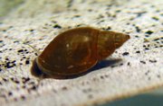 P carolinae