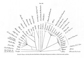 Hubendick tree