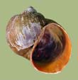 Pomacea insularum | photo