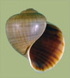 Pomacea paludosa | photo