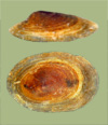 Ferrissia rivularis | photo