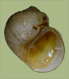 Birgella subglobosus | photo