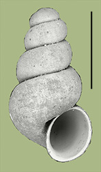 proserpina click to view larger