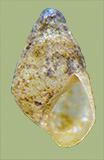 Marstonia pachyta angulobasis | photo