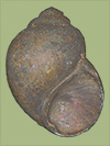 Notogillia wetherbyi | photo
