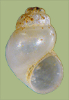 Probythinella emarginata | photo