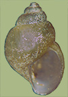 Spilochlamys conica | photo