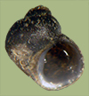 Somatogyrus integra | photo