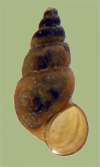 Potamopyrgus antipodarum | photo