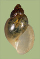 Lymnaea caperata | photo