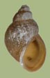 Lymnaea caperata | photo