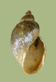 Lymnaea humilis | photo