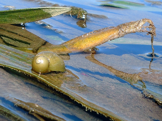 Neritina grazing