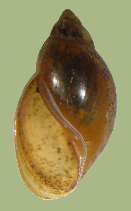 P. pomilia