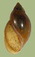 Physa vernalis | photo