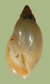 Physa carolinae | photo