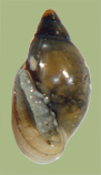 Physa vernalis | photo