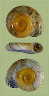 Gyraulus circumstriatus | photo