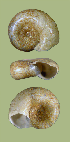 Gyraulus deflectus