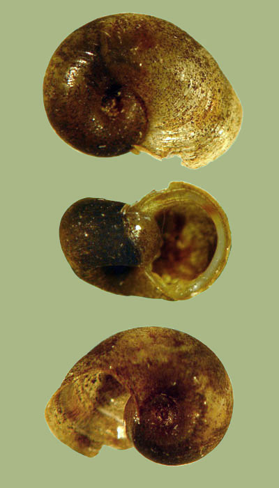 Helisoma eucosmium | photo