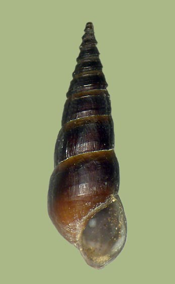 Pleurocera troostiana | photo