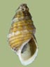 Pleurocera catenaria | photo