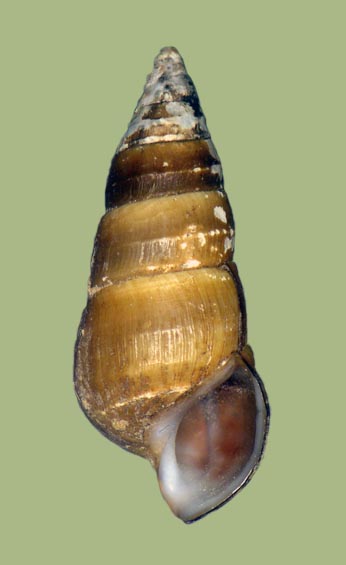 Pleurocera clavaeformis | photo
