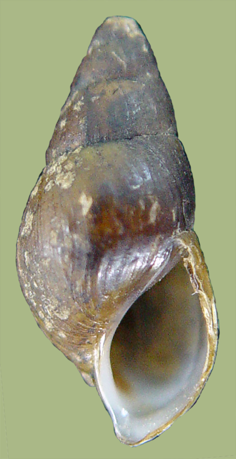Pleurocera simplex ebenum