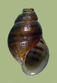 Pleurocera modesta | photo