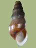 Pleurocera proxima | photo