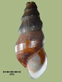 click to view larger