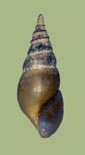 Pleurocera shenandoa