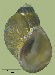 click to view larger