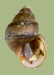 Leptoxis carinata | photo