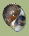 Leptoxis crassa | photo