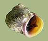 Leptoxis praerosa | photo