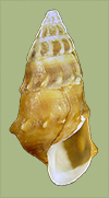 Pleurocera laqueata alveare