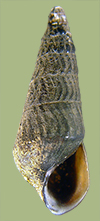 P. curvicostata | photo